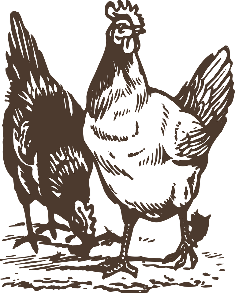 free animals drawing poultry animals vector vector 242662