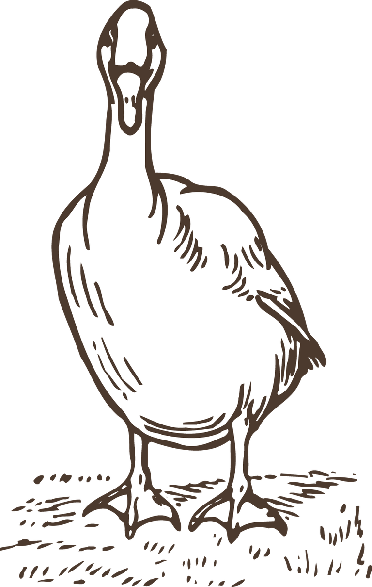 free animals drawing poultry animals vector 76751