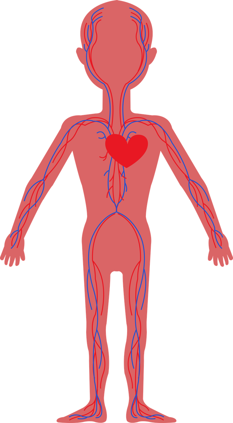 free circulatory system biology background vector 692156