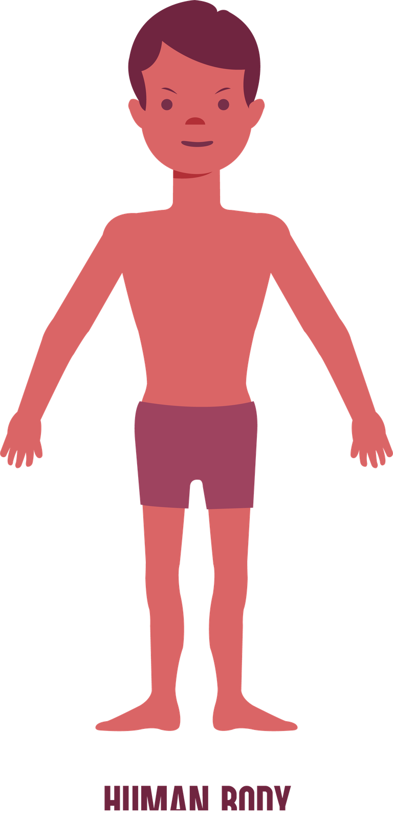 Free human bdy system biology background vector 589935