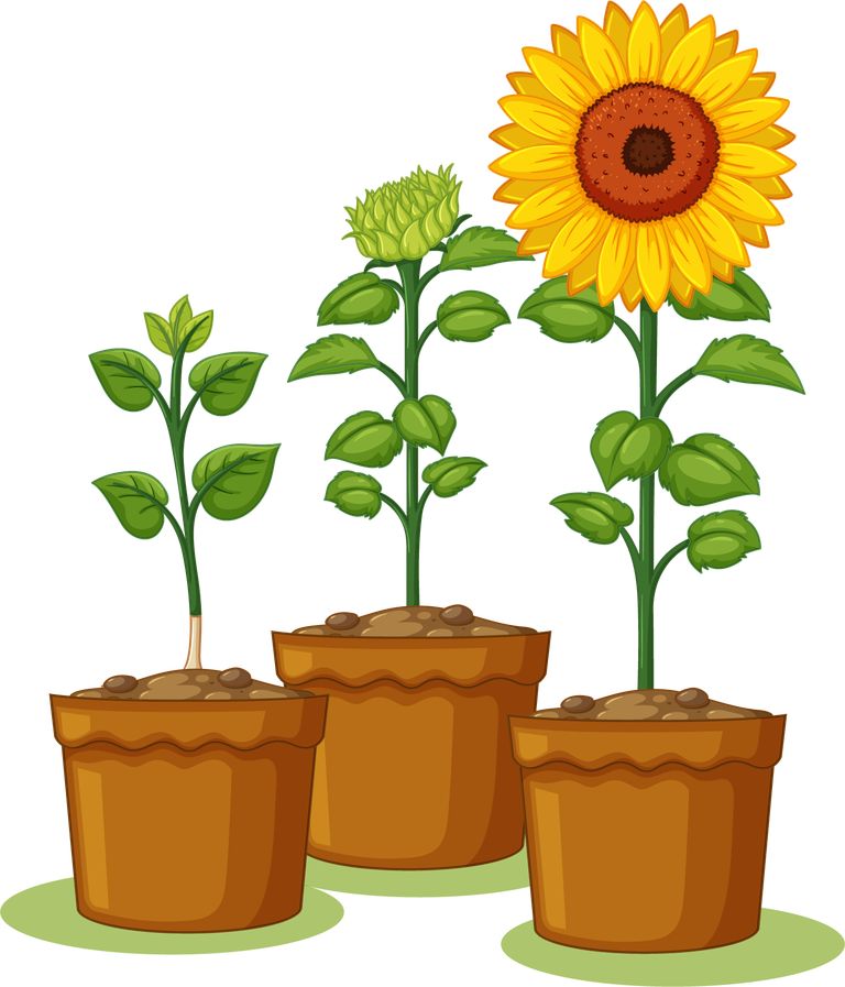 free sunflower jardiniere children with their vector 234857