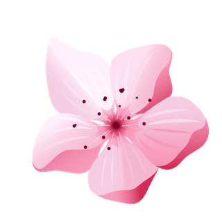 free japan sakura cherry branch with blooming vector 191828